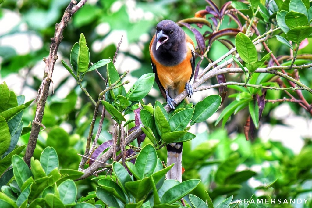 gamersandy's tweet photo. " A full tailed mode... "😅
....
Rufous Treepie 📸 
....
Bird Count: 145. Unique Count: 49
.
.
.
.
#rufoustreepie #treepiebird #crowsandjays #yourbestbirds #birdnerd #wildlifephoto #animalkingdom #birdlovers #bird_brilliance #iloveplants #adaptations #… https://t.co/J3ObxTparG https://t.co/qkcIiheBWt