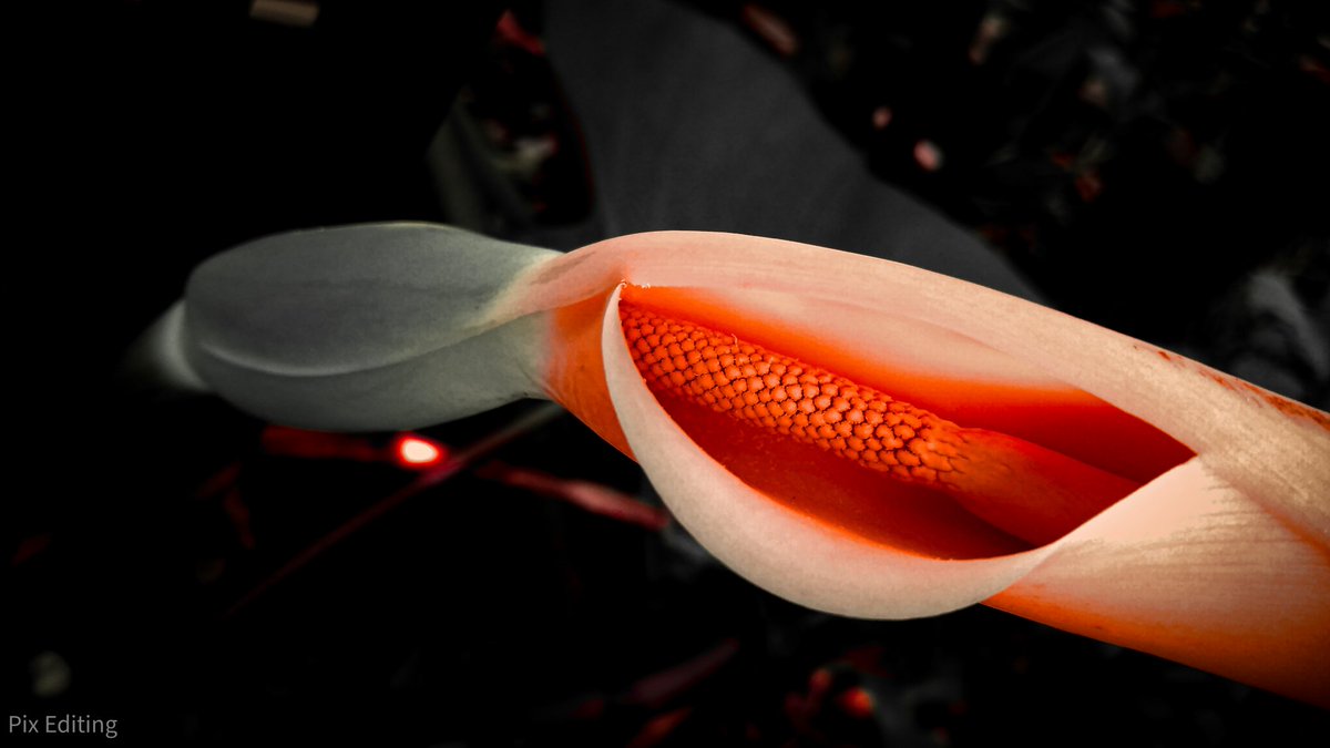 pixediting's tweet photo. Can you name this flower ??
Edit your photos on the go😊👍
Watch for more info 👇👇
https://t.co/C6lQKLnt9n
#pixeditings
#flower #nature #photographylovers #photo #colocasia https://t.co/O1LdQ1zsSn