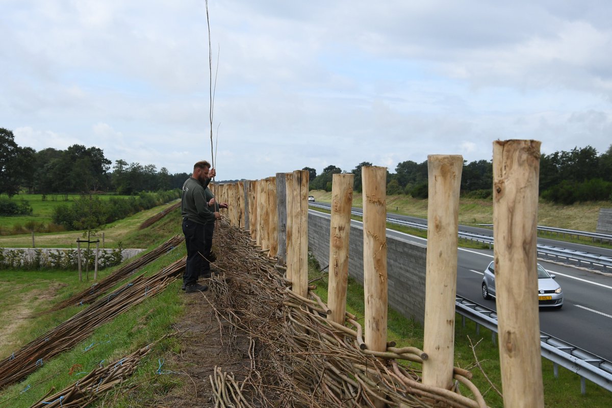 Aanleggen wilgenscherm bij de Centrale As boven Noardburgum. frisiabergum.nl