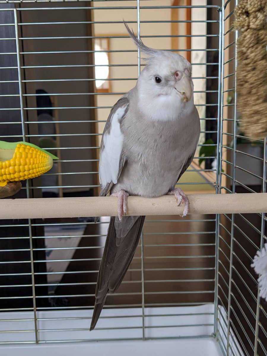 inaho1122's tweet photo. #拡散希望 #オカメインコ #栃木県 #佐野市 #黒袴町 #迷い鳥 #迷いインコ 
栃木県佐野市黒袴町でオカメインコが行方不明になりました。どのような情報でも構いませんので心当たりある方はご連絡お願い致します。 https://t.co/qLapBDitGw