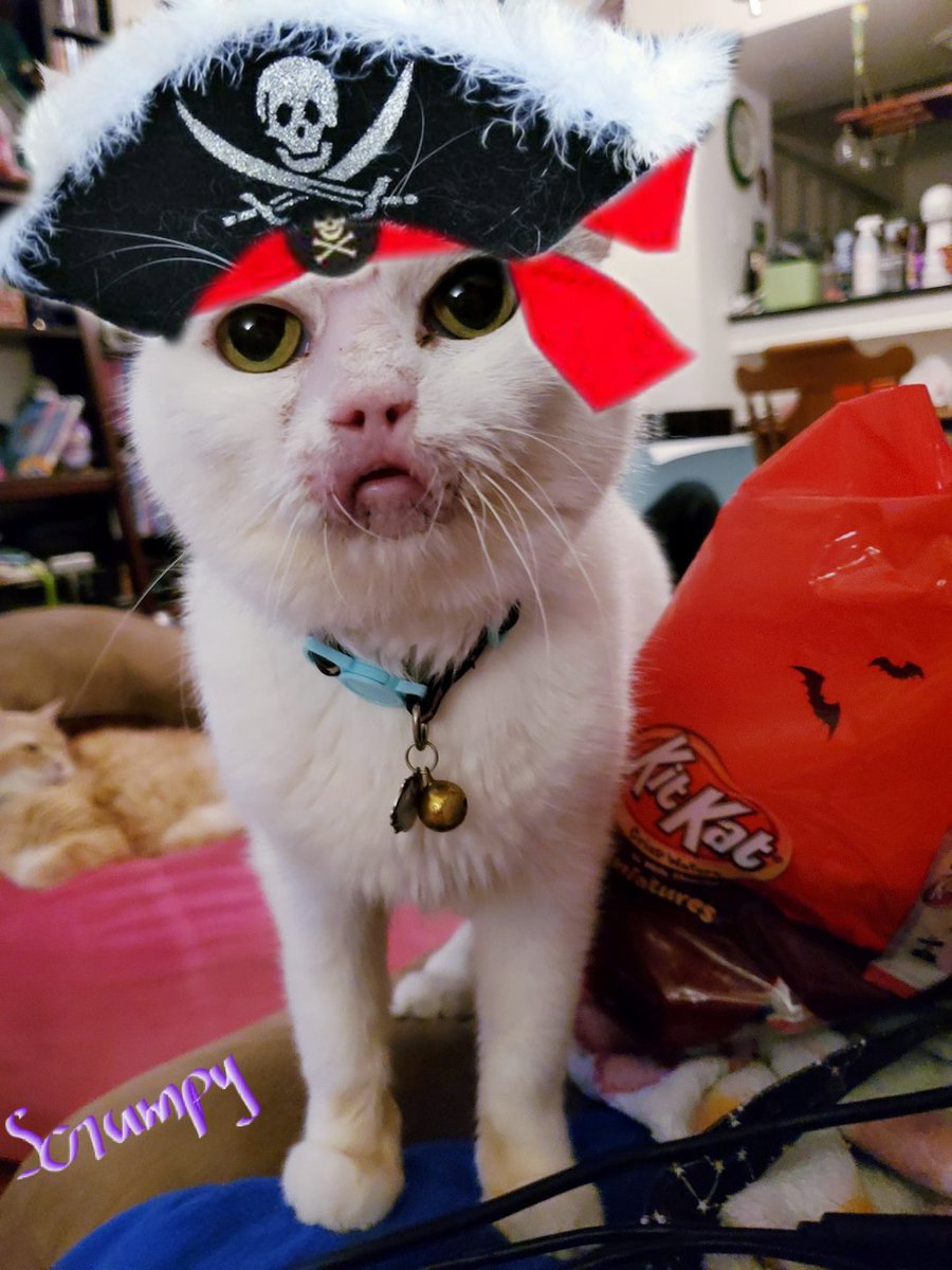 lynda3035's tweet photo. @mommagoblin Cutest Lil Pirate #PirateWeek2020 https://t.co/NkkAUHGcMy