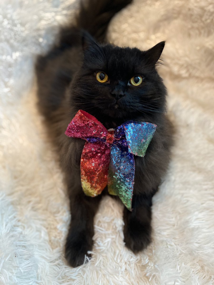 meow_london's tweet photo. It always cheers me up when I wear a bold bow tie!
Happy Monday! 🐾
#happymonday😊 #smile #feelinggood #stylishcat #cat #pet #meow #petsastherapy #patcatdiary https://t.co/FP4q6aGPPG