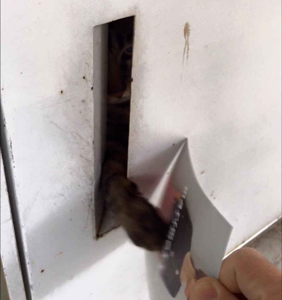 郵便物が 猫がいて入れられなかった と謎のメモが残されていたので検証してみると Togetter 郵便物が 猫がいて入れられなかった と謎のメモが残されていたので検証してみると Togetter