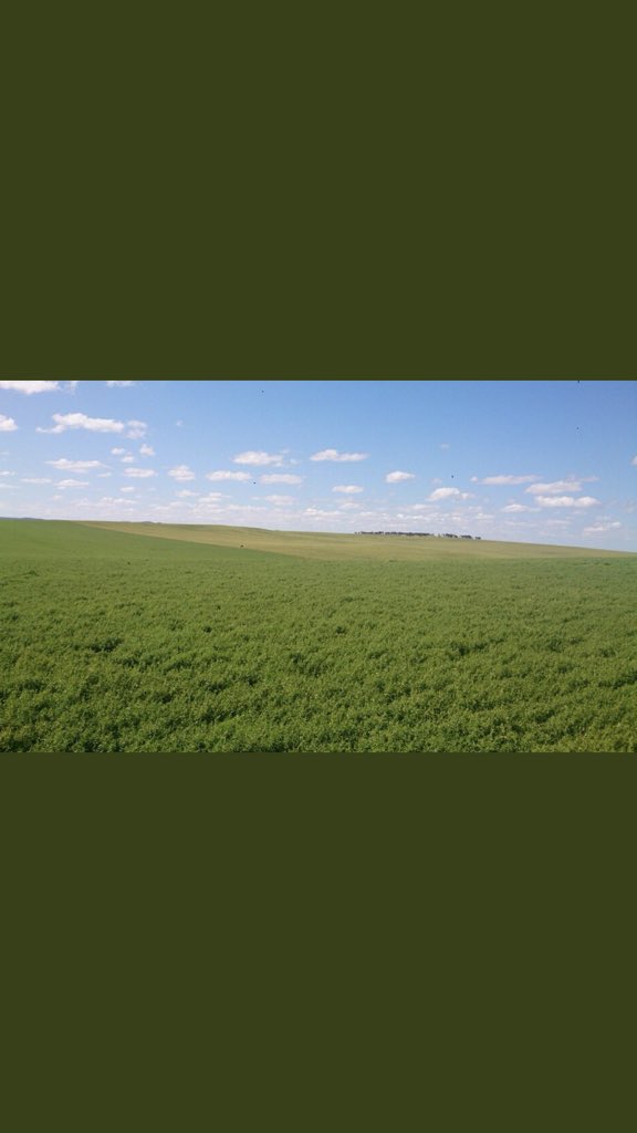 Matthew73944804's tweet photo. @justinbammann @freshy1973 @ZwarFarms They look nearly as good as your 2016 lentils 😉 https://t.co/btwkRZoKj3