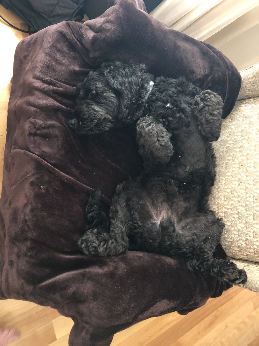 PaulaTomps's tweet photo. @randyfenoli This is my Ralphie, best friend you could wish for xxx https://t.co/wrUQszrojp