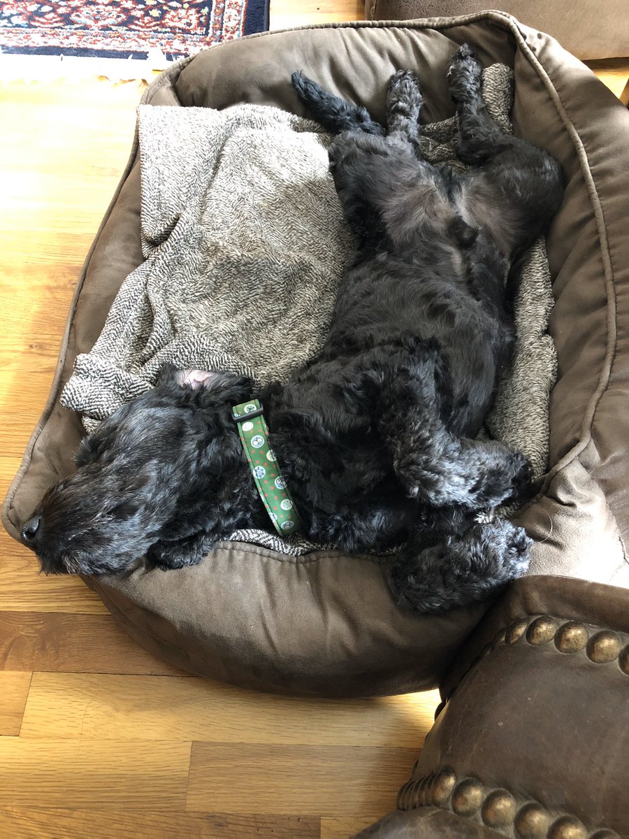 PaulaTomps's tweet photo. @randyfenoli This is my Ralphie, best friend you could wish for xxx https://t.co/wrUQszrojp