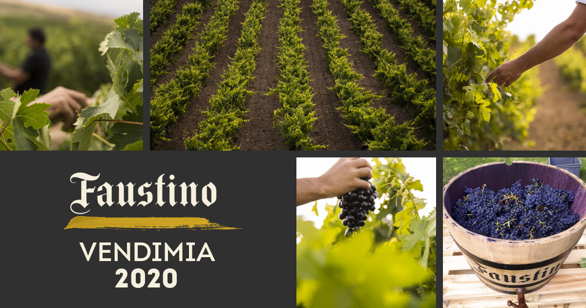 ¡La vendimia continúa! Comenzamos la semana vendimiando uvas tintas, en concreto, la variedad Tempranillo de la zona de Alfaro. Aquí os compartimos algunas fotos 😉