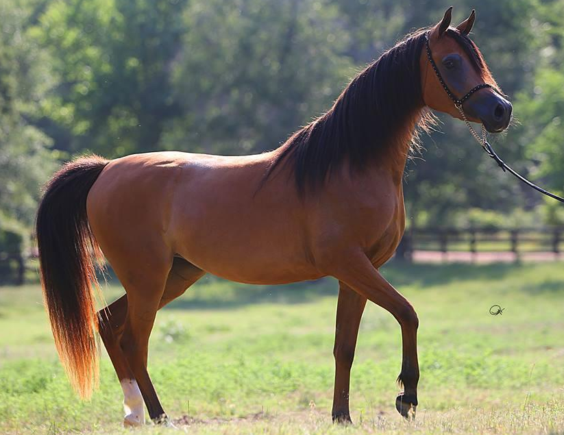 🇸🇦
* الخيل عند العرب
قال ابن قتيبة :
الخيل حصون العرب ، ومنبت العز ،
وسلم المجد ، وثمال العيال ، وبها تدرك الثأر ،
وعليها تصيد الوحش ، وفي القران الكريم والسنة النبوية
مِن ذكر الخيل وإبراز محاسنها مايدل على عظم شأنها عندالعرب
        ( ومن رباط الخيل ترهبون به عدو الله وعدوكم )