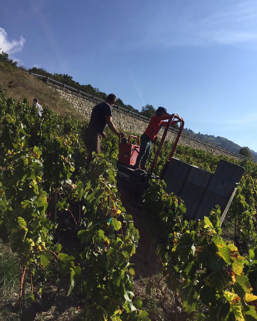 ElianeAmherd's tweet photo. #LaDegustation #harvest #vintage #vendage #wimdu #weinlese @vindoeuvre #pinotnoir #lesvinsduvalais #elianeamherd #leuk #wallus #valais #culturekulturvs https://t.co/jpmxyOC8h8