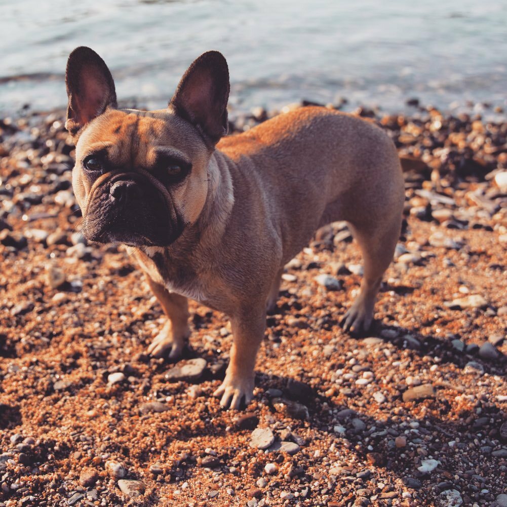 Puppy on the way 🐶
.
.
.
.
.
.
.
#summer #love #beach #photooftheday #beautiful #dogs #dogsofinstagram #puppy #cute #dogstagram #germany #rhein #river #travel #cologne #instadog #pet #doglover #dogoftheday #petstagram #pets #puppies #animal #ilovemydog #animals #sea #adorabl…