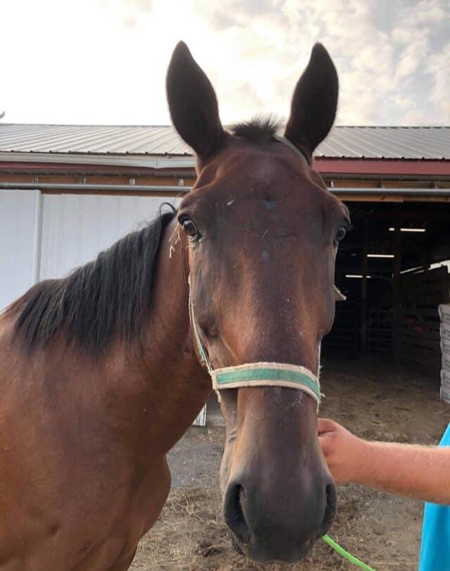 ❗️$615 still needed. Stuart Brown N will ship to slaughter in the next few days if we don’t get him out of a PA kill pen. Please give him a second chance at a good life.❗️ paypal.com/invoice/p/#KSD…