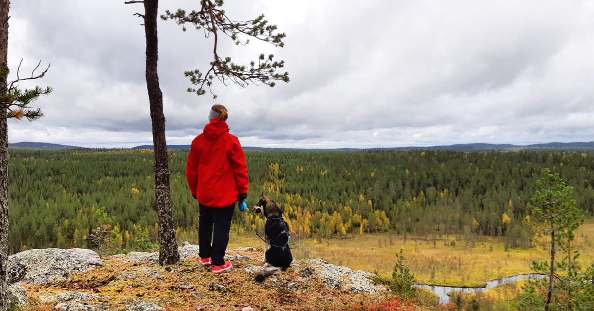KuusamoRuka's tweet photo. Syksy & ruska // Autumn colors ❤️🧡💚 #kuusamo #kuusamonkaupunki #coordinatesofnature #rukakuusamo https://t.co/TwchBzUJzo