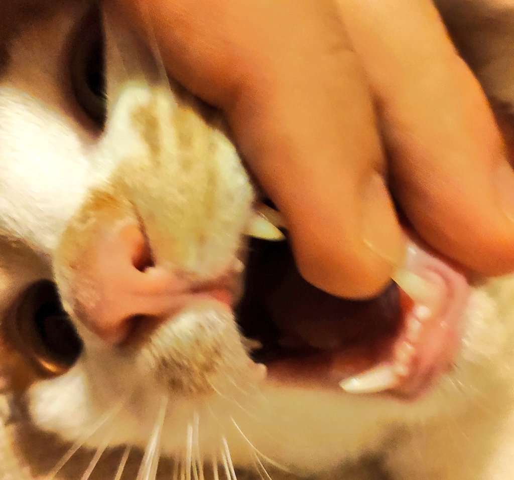 Check out my double fangs up top! I'm a scary vampire! 🧛‍♂️ (and I've still not stopped biting my Daddy, he's not happy) 

#CatsOfTwitter #fangs #bloodsucker #mwahaha