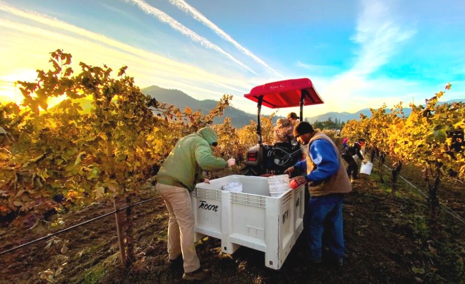 Oregon Biodynamic Wine in the Spotlight: Stunning Examples from Troon Vineyard and Winderlea Vineyards & Winery. buff.ly/2DX5Jog @TroonWines @Winderlea @oregonwineboard @CraigCamp @DemeterUSA @WineMediaCon #biodynamic #biodynamicwine #WMC20 #orangewine #pinotnoir