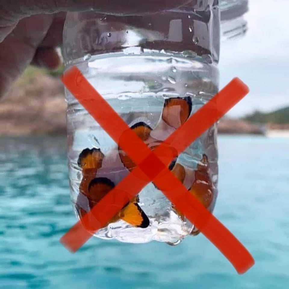 thehaniff's tweet photo. Nampak di facebook. Ada jugak orang kita yang begini ye bila pergi bercuti. Nak bawak balik bela kat rumah ke Nemo tu? https://t.co/wF18qkPASM