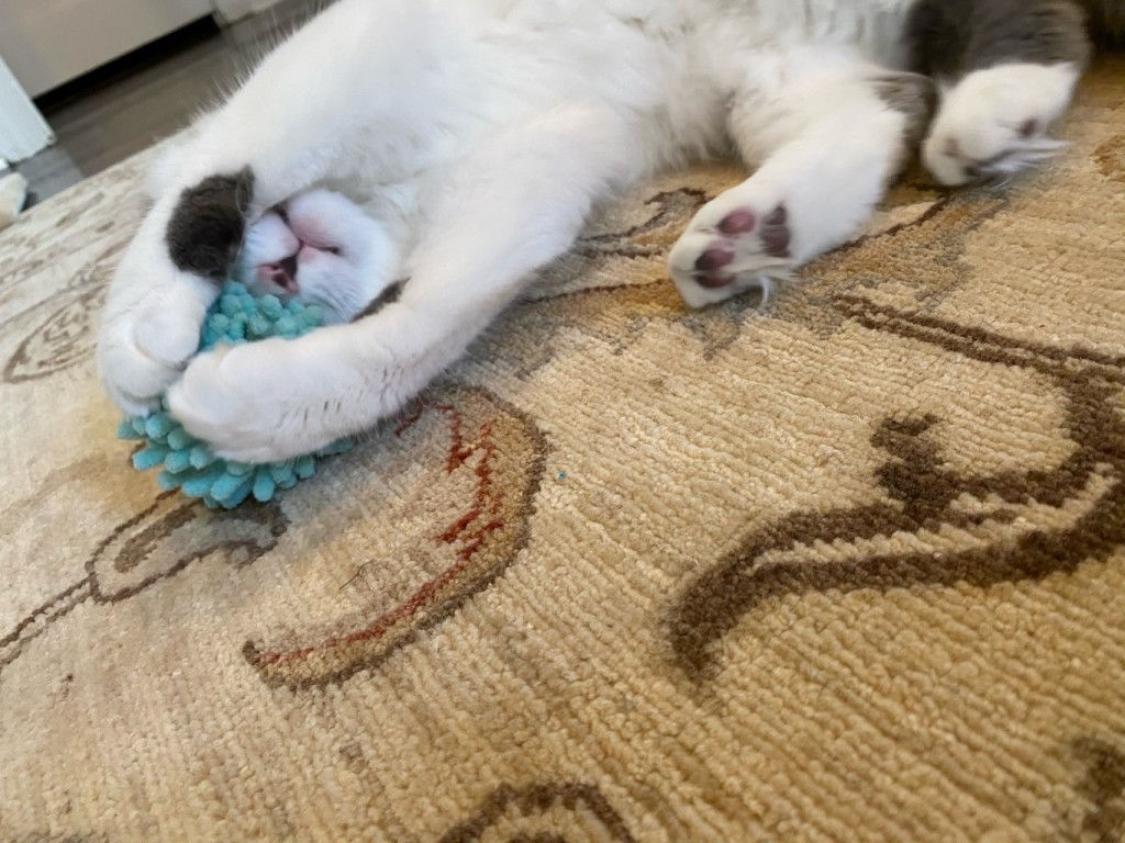 Alexandria Pet Care tweet media