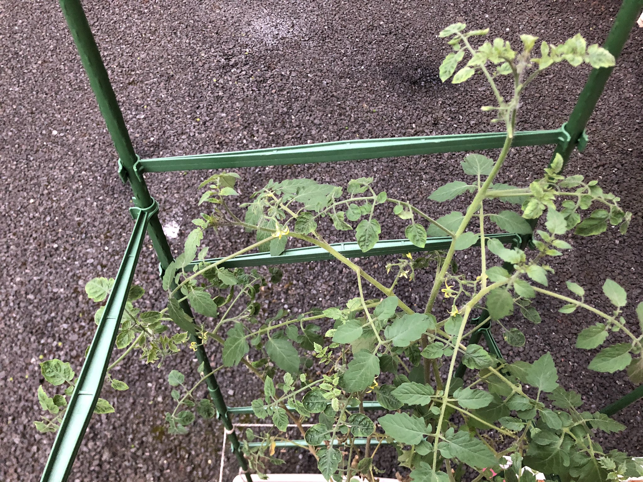 北綾瀬 タイニーボート 水耕栽培 本日の土植えミニトマト 小さい花は次々に咲くけど実がつかない 近所にあるミニトマトを見ても同じ感じだから このまま秋を迎えそうです ミニトマト 家庭菜園 ベランダ菜園 自給自足 T Co Phkdkioy0j