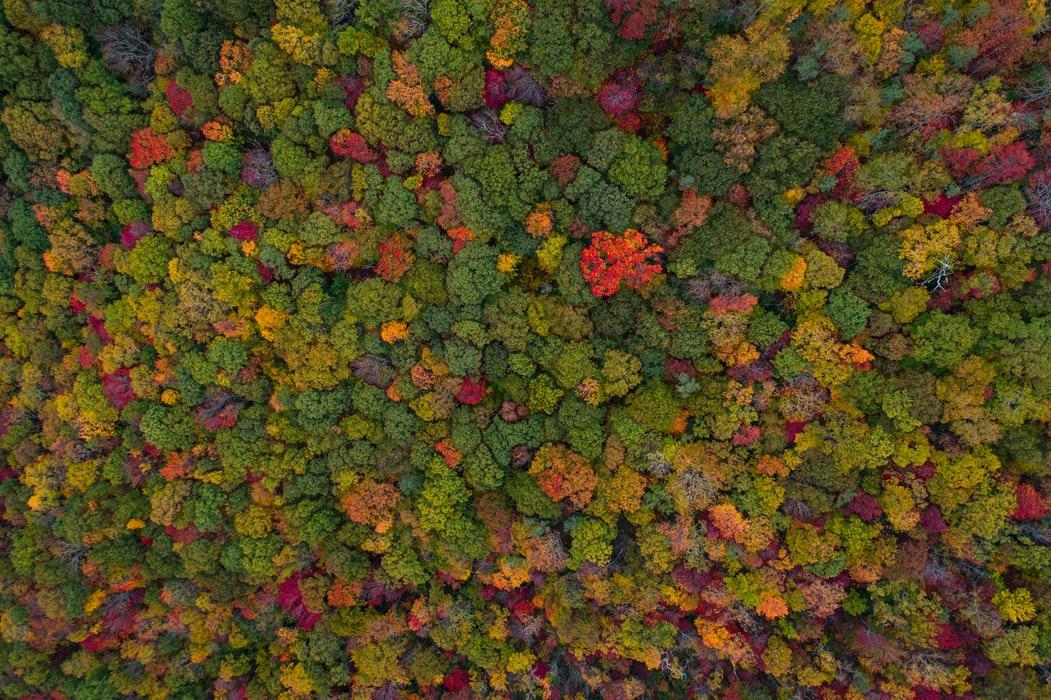 IEABioenergy's tweet photo. The most important #climatechange mitigation measure is transformation of energy,industry&amp;transport systems so that fossilcarbon remains in the ground.Switching from fossilfuels 2 #biomass from sustainablymanaged forests can reduce atmosphericCO2 over time https://t.co/nhZUq1JGzN https://t.co/Mg2Ao13156