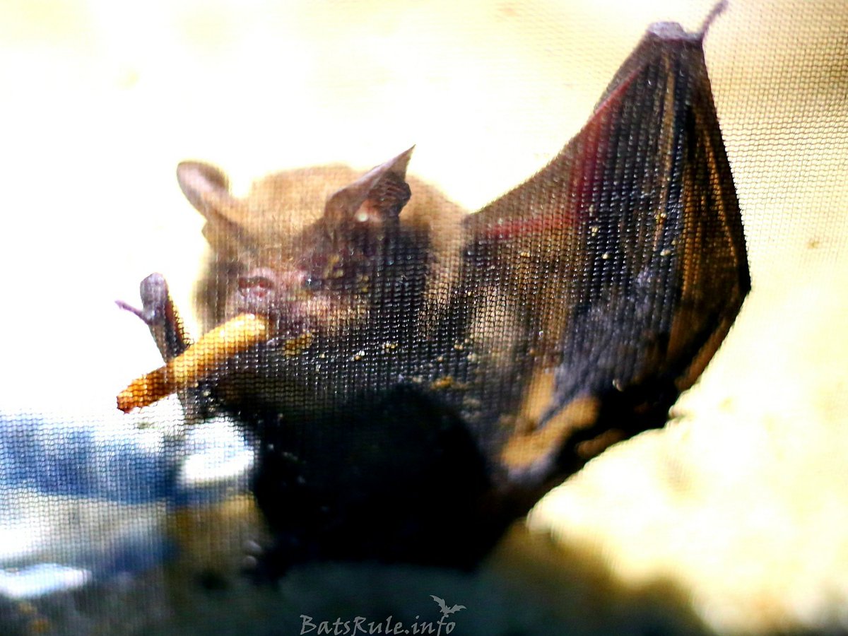 Bats_Rule's tweet photo. 🦇💕🦇 #BatsRule #Microbat #bats #bat #wildlife #wildliferescue #wildlifephotography #fledermaus #batsofinstagram #batsofaustralia https://t.co/Q97EoRz6py