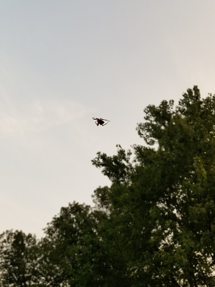 ZombieMall's tweet photo. The #spiders are not clearing their webs before daybreak. They used to always clear their webs before daybreak.  Until this month... https://t.co/84KDGlGZZp