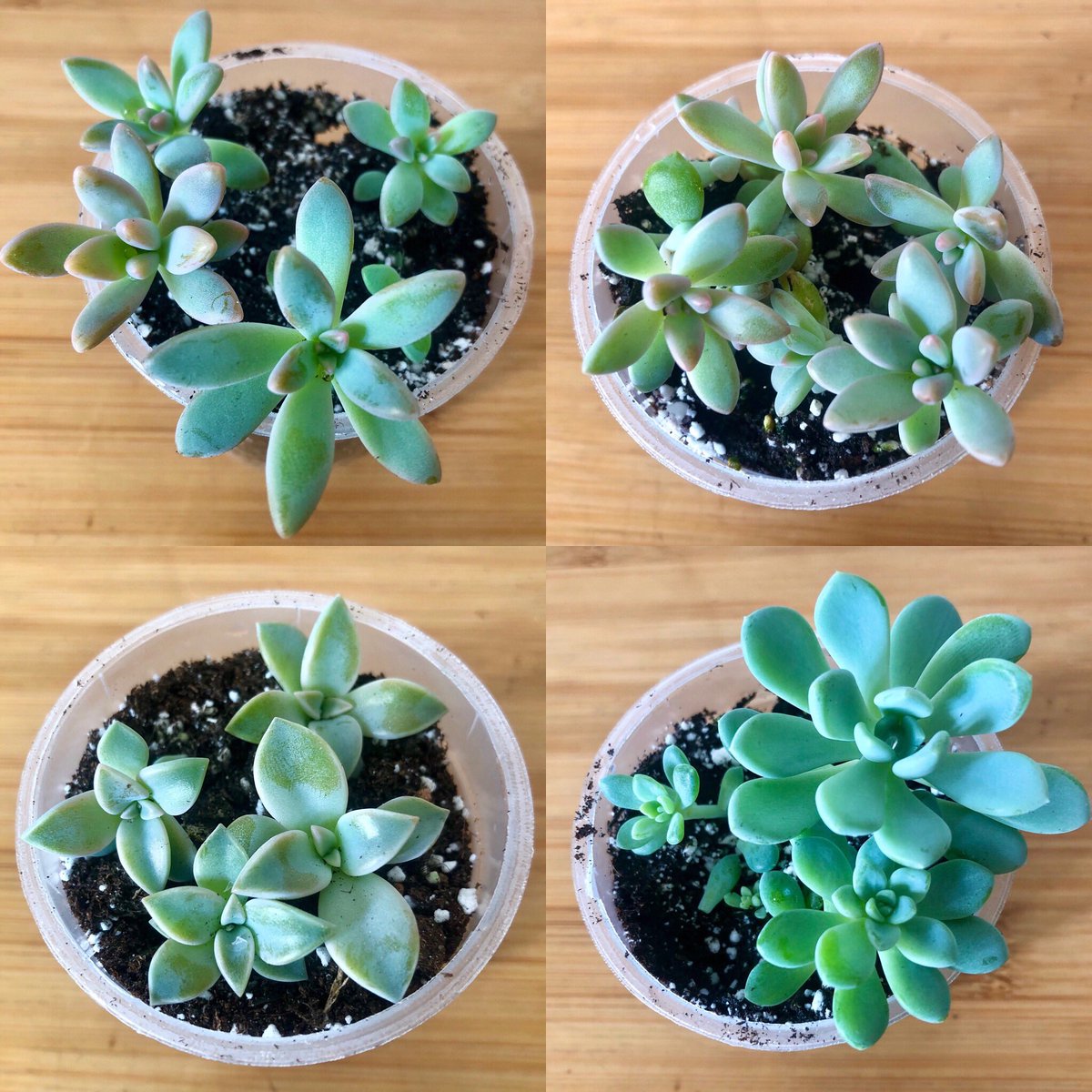 AVivarium's tweet photo. Medium sized succulents, ready to ship!

https://t.co/YnughBMmXE

#succulents #succulentsforsale
#succulentsinlondon #succulentsoflondon #succulentcuttings #ghostplant #graptopetalumparaguayense #graptosedum #darleysunshine https://t.co/6tQua7HWxs