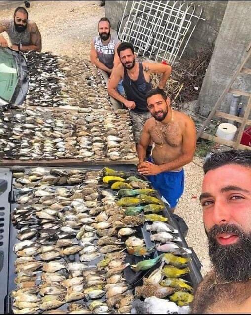 With autumn bird migration now well underway, the first evidence of the horrible massacres by poachers in #Lebanon begin to emerge. This ‘selfie’ image showing >500 protected birds was posted on Instagram on Friday. Police were informed. Bird protection camp starts next weekend.