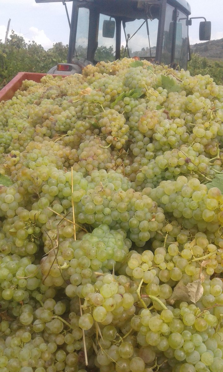 SignanoSangi's tweet photo. Bellissima #Vernaccia. Proseguimo la #vendemmia... @vernacciasg @vinitalyclub @ViniBiopuntobio https://t.co/bMSEFK4Xxz