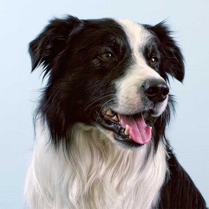 Zhang Yuan x Border Collie- SMART COOKIE- excellent textbook learner- model student- athletic and sporty too- extremely competitive- EXTREMELY eager to please- highly motivated and enjoys lots of stimulation- very social, good at making friends and generally popular