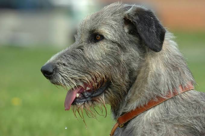 Feng Yong x Irish Wolfhound- a soft gentle soul- extremely loyal with friends and family- good natured and chill- easy going with everyone- hardy- dignified and composed- thoughtful and values connection with others