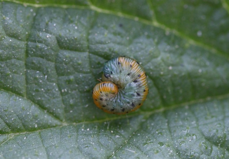 FritillaryLilly's tweet photo. Swirls #TwitterNatureCommunity #caterpillars #insects #bugs #invertebrates #ento #Entomology #FascinatingInvertebratesWeekend https://t.co/VRGEWwnk9h