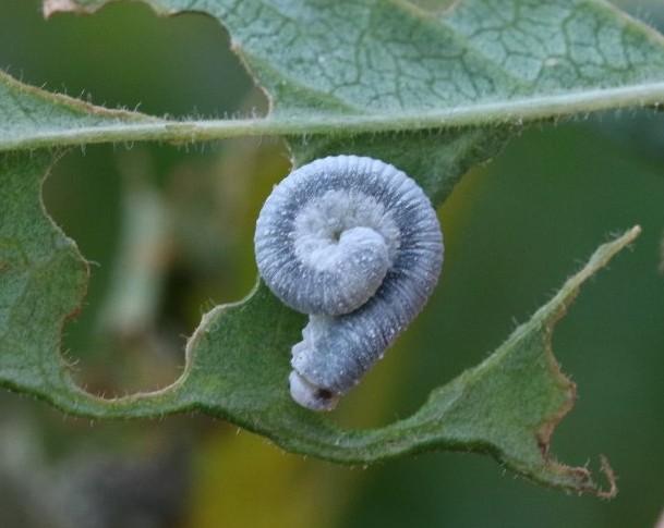 FritillaryLilly's tweet photo. Swirls #TwitterNatureCommunity #caterpillars #insects #bugs #invertebrates #ento #Entomology #FascinatingInvertebratesWeekend https://t.co/VRGEWwnk9h
