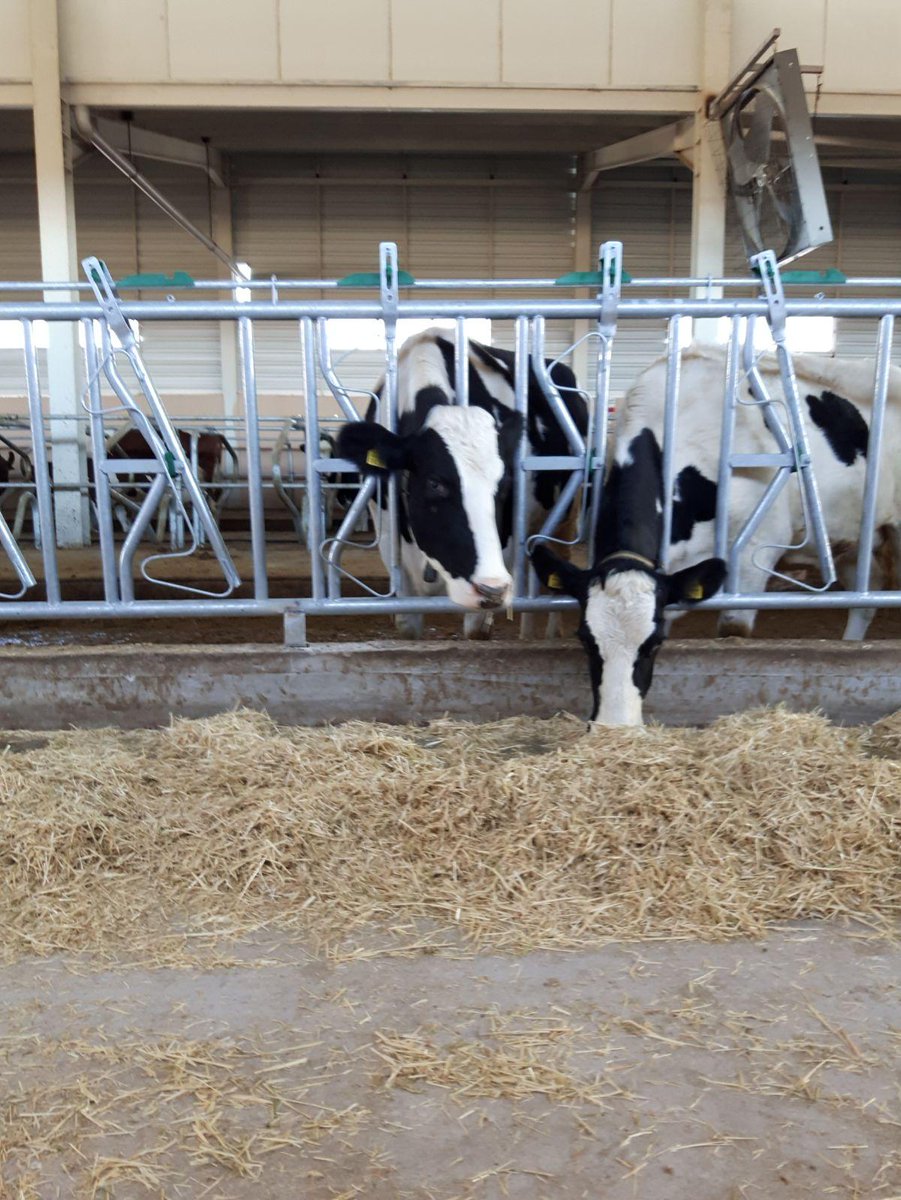 IAsyafarm's tweet photo. Herkese Merhabalar ve İyi Haftalar🔆👩🌾👨🌾🔆
Yemlik Kilitleri✔✔🐮🐄🐮
İletişim Numaralarımız : +90 382 266 24 44
Web Site : https://t.co/Q4NhHApeDO
#intermilk #asyafarm #dairyfarm #dairy #agro #sütsağımsistemleri #sağımsistemleri #ahıriçiekipmanlar #yemlikkilitleri #durakdemiri https://t.co/VlAjLnh9Yg