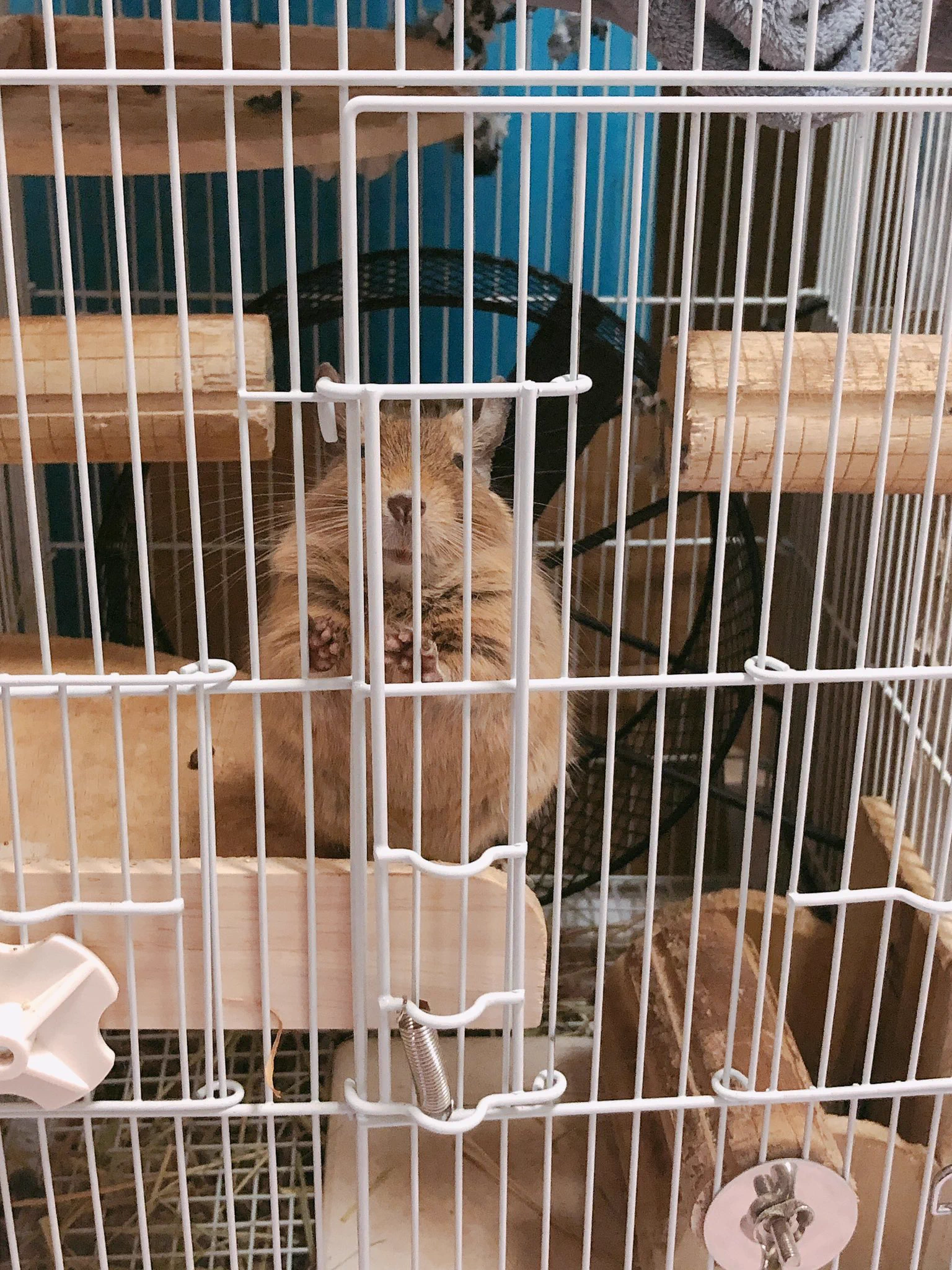 @miniusagidoyasa チモシーまだ…？ 