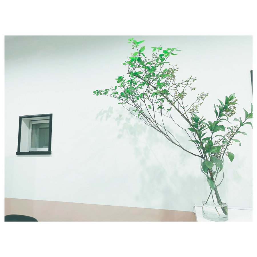 枝ものはどこで買うの ドウダンツツジ日持ちの目安と長持ちするコツ きれいごと