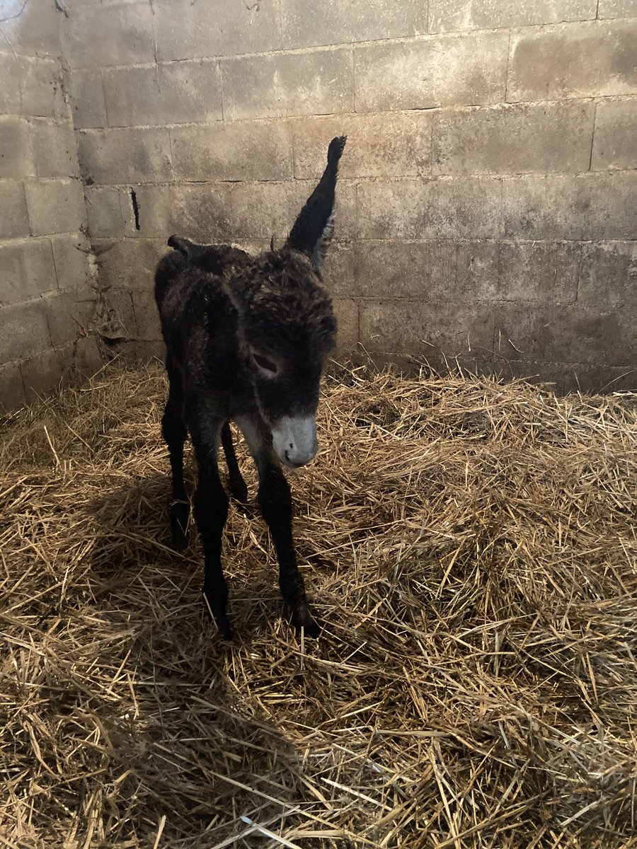 ataofindomundo's tweet photo. Benvida, pequecha😍 @MonforteLemos @RibeiraSacra_EP #evitemosasuaextincion https://t.co/HCQJhbZLJ4