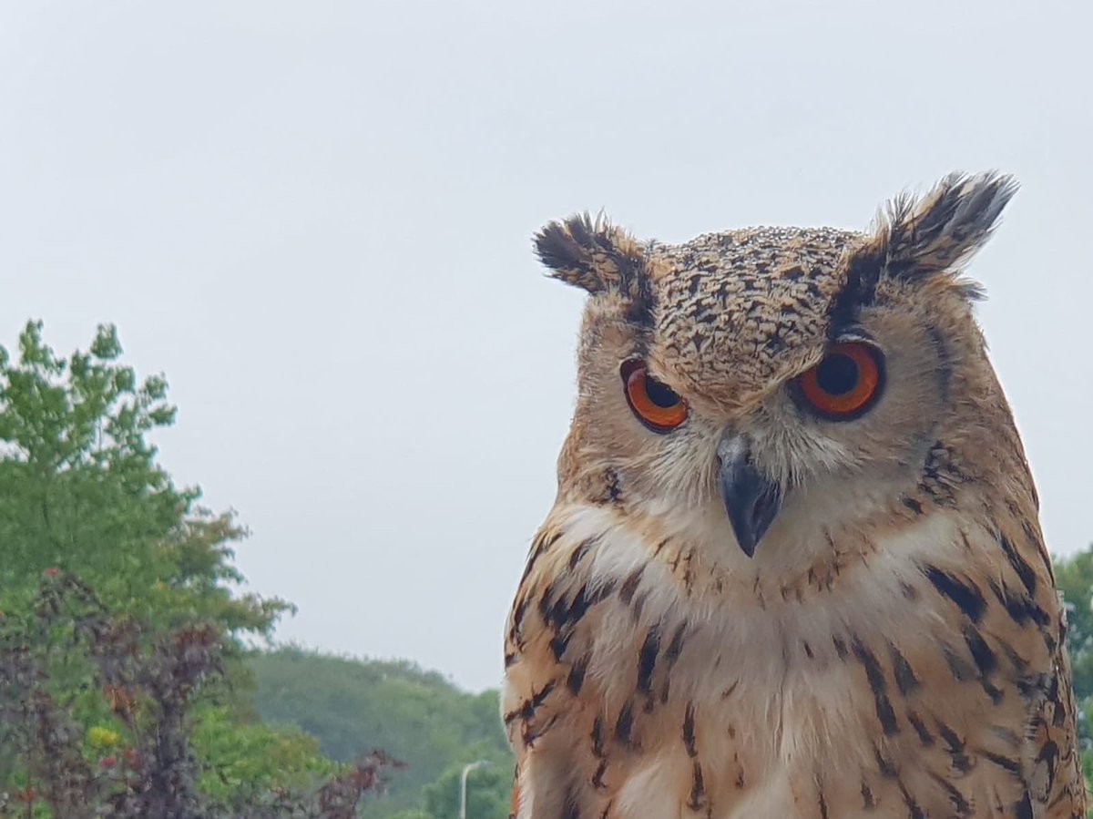 bluehighlandsr1's tweet photo. Rehab for Romeo still going... what an amazing owl #Bluehighlands #bluehighlandsraptorrescue #brora #owls #bird https://t.co/GqkyddWnF2