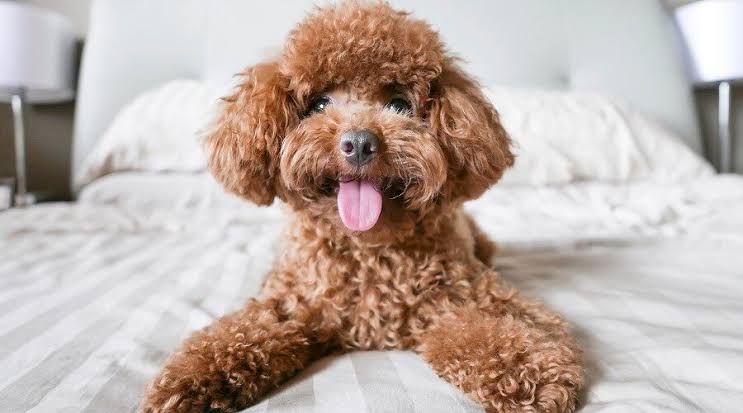 Cao Guang x Toy Poodle- clingy- if he likes u he LIKES u- can be a lil socially awkward- can get naggy and impatient- not the brightest of the bunch (in my opinion anyway)- pretty full of himself and confident tho- generally easy going and good with everyone