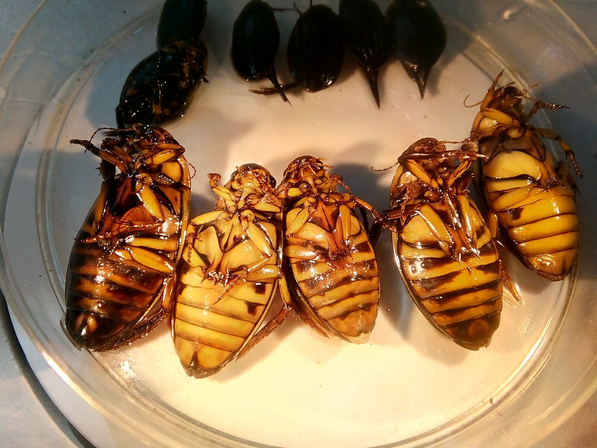WenfeiLiao's tweet photo. I'm getting jealous again! My colleague friend Jarmo Saarikivi got Dytiscus lapponicus that I don't usually get from my study ponds 😍

#Dytiscidae #AmazingBeetle #Dytiscus #sukeltajakuoriainen https://t.co/qngbOiUVvl