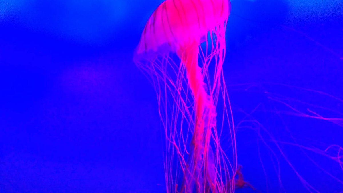 Clickbliss2's tweet photo. WEIRD and BEAUTIFUL...
#sea #waterphotography #jellyfish #amazing #fish #lovephotography #mobilephotography #letsclick #singapore #aquarium #savewater #worldbeauty #beautufulscene #amazingpicture #pictureperfecf #bestpicture #singaporetrip #scenery #MondayMorning #mondaypicture https://t.co/Rh8shvZ6iQ