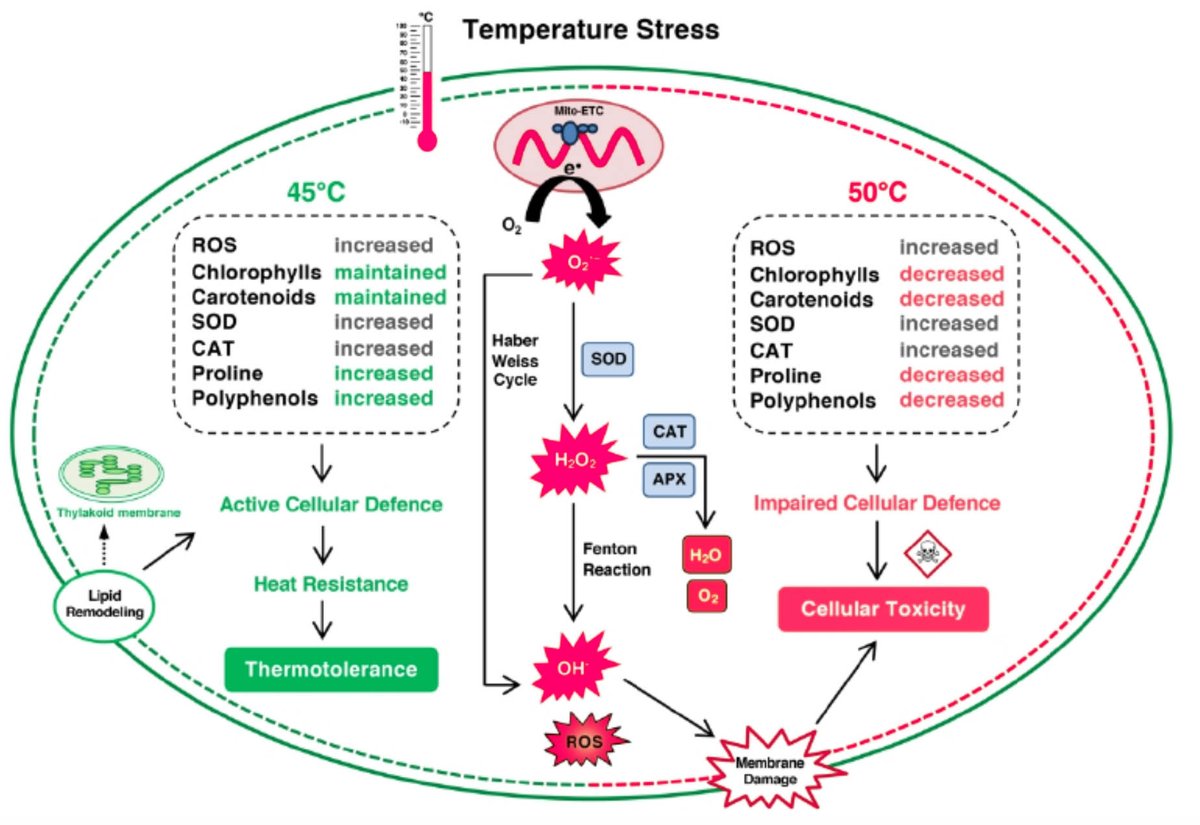 PPLplantarum's tweet photo. How does heat stress affect microalgae? Physiological responses of the green microalga Acutodesmus dimorphus to temperature induced oxidative stress conditions https://t.co/NiAC36AlhX @Kaumeel_Chokshi @CSIRCSMCRI1 @AcSIR_India https://t.co/rGmEUA53LG