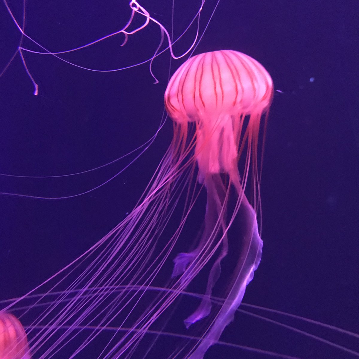 すみだ水族館 公式 正解は アカクラゲ の触手でした 東京湾などで見かけたら 触れないよう注意してくださいね すみだ水族館クイズ 成長すると触手は2mにも T Co Mgjjuhfmfs Twitter すみだ水族館 公式 正解は アカクラゲ の触手でした 東京湾などで見かけたら 触れないよう注意してくださいね すみだ水族館クイズ 成長すると触手は2mにも T Co Mgjjuhfmfs Twitter