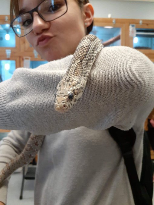 I love #snakes! Got to meet one at my college and wanted to share just because 🐍🐍🤩😍 https://t.co/g94<a href="/tag/snakes"class="tags">#snakes</a>