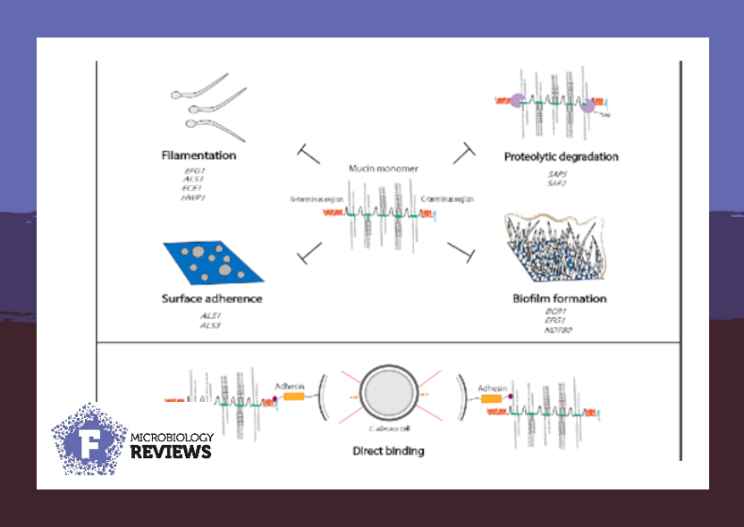 FEMSmicro's tweet photo. Mucus provides protection against pathogens. Arevalo and Nobile present a comprehensive review of interactions between host #mucins, #commensals, and #pathogens with a specific focus on #fungus #Candida albicans. @cnobile1 @avallearevalo #FEMSJournals
https://t.co/ufMlH2NMLo https://t.co/LxJTvu9SiP