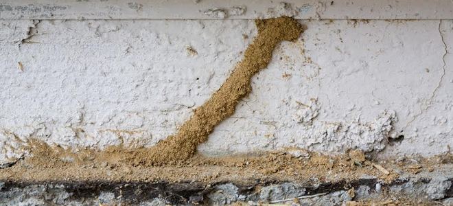 ExterraTermite's tweet photo. Myth: Termites can eat through concrete

Fact: All poured concrete foundations contain small cracks, which termites squeeze themselves through. Once they discover a food source, they build mud tunnels to protect themselves as they travel back and forth. https://t.co/FkoX3CbLtA