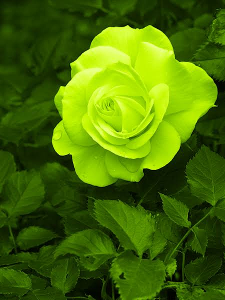 💚