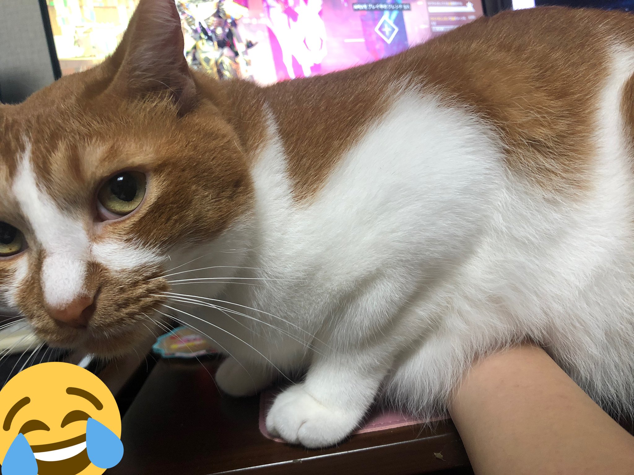 Vega Apexをさせたくない猫とapexをやりたい飼い主の戦い Vega Apexをさせたくない猫とapexをやりたい飼い主の戦い