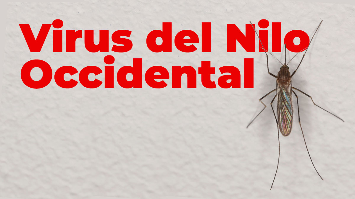 plagiser's tweet image. El #mosquito culex es el principal transmisor del virus que causa la peligrosa #Fiebre del #Nilo #Occidental.
Si quieres saber más sobre él, lee el siguiente post.

➡️➡️➡️ plagiser.com/es/blog-plagis…