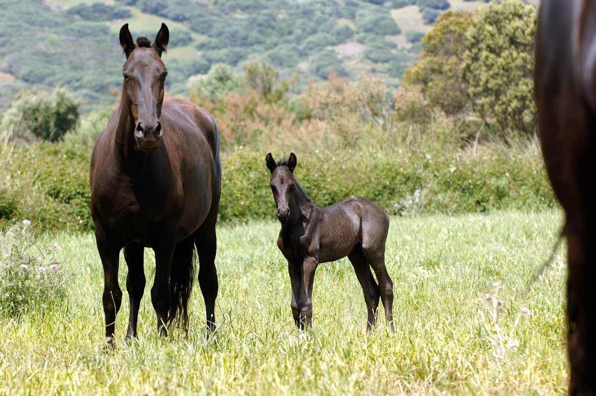 cavallmenorqui's tweet photo. ¿Aún no has solicitado la inscripción de los potros nacidos este año?
Recomendamos hacerlo durante el primer mes de vida.
Info : https://t.co/8k8MM19DPc
Foto: René van Bakel
#caballo #horse #cavall #inscripción #potros #plazos #100x100nuestro #MadeInMenorca #librogenealogico https://t.co/XyOAE2PUpU