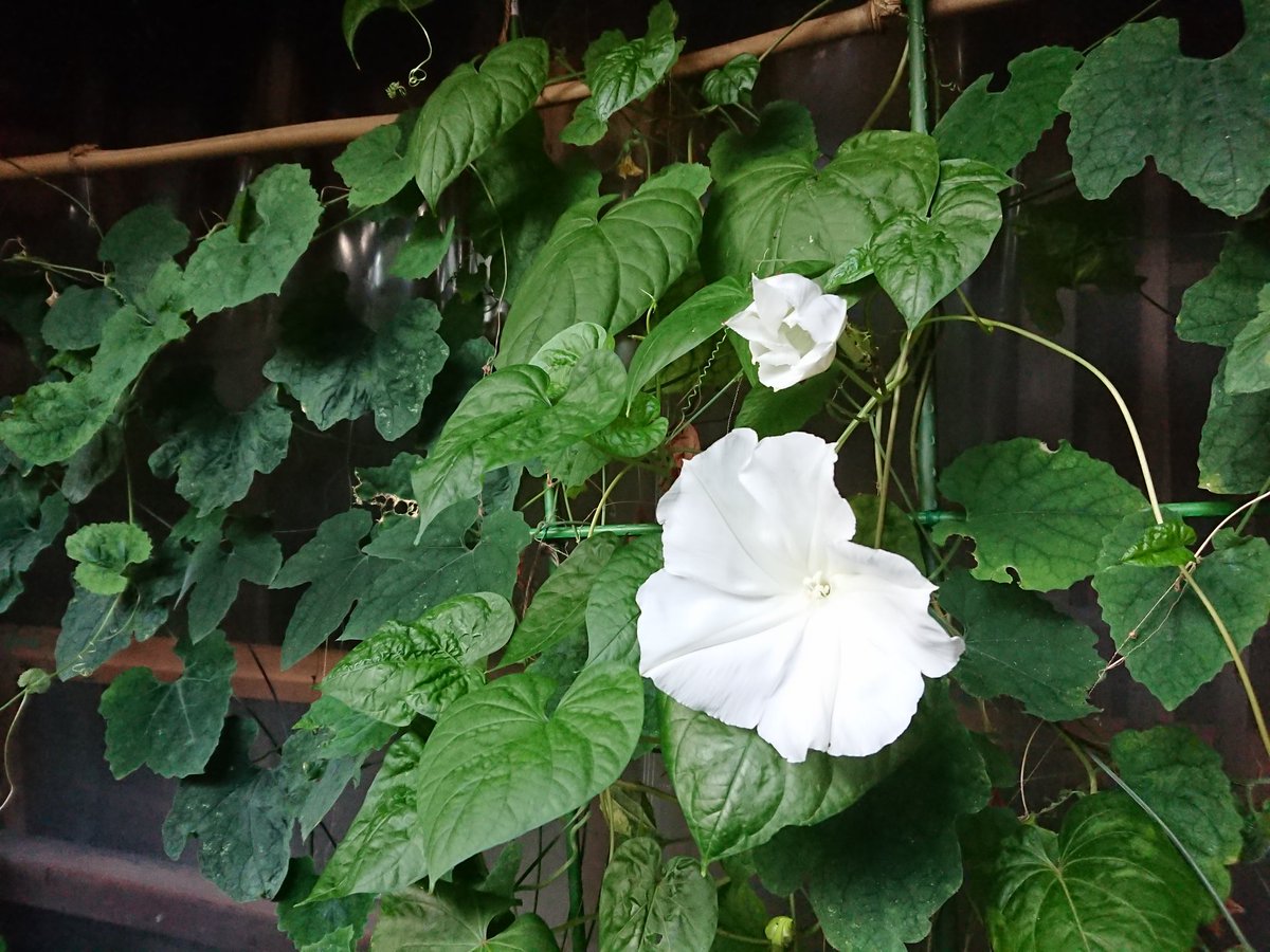白花夕顔 白花夕顔