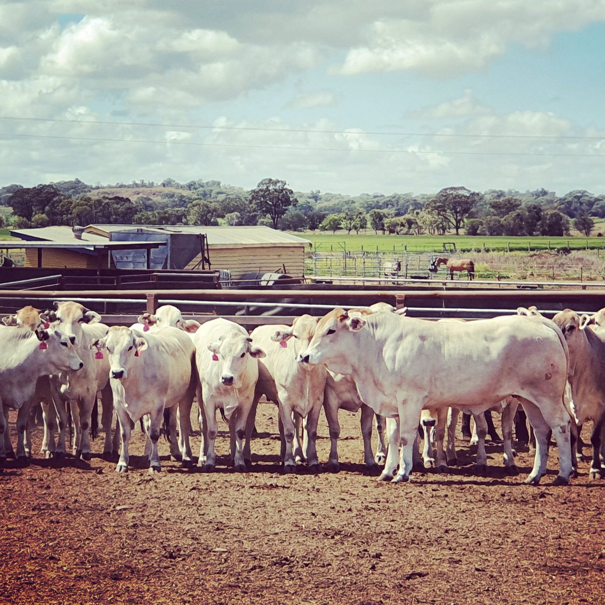 QSP73Z's tweet photo. F1 #Bazadais heifers at #WongaPlains ready to go for processing at #NolanMeats for #SouthernCrossBeef Grown in #Queensland for #Queenslanders Provenance credentialed by @BeefLedger1 #eatqld @BryceDCamm #brandedbeef #beef https://t.co/in6QMMCy21